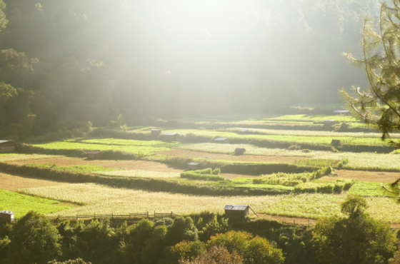 Sustainable Practices in Mongar Businesses